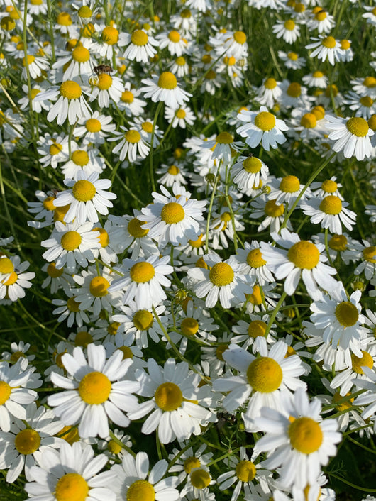 German Chamomile