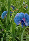 Sweet Pea Sp., 'Azureus'