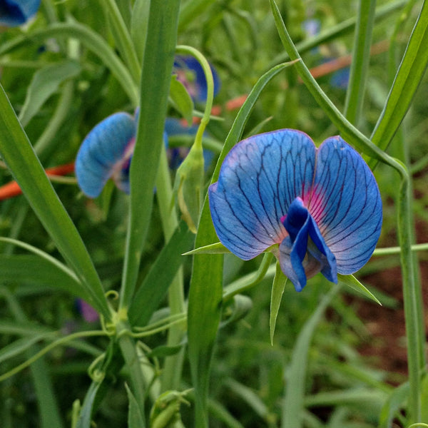 Sweet Pea Sp., 'Azureus'