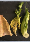 Curly Endive, 'Bellesque'