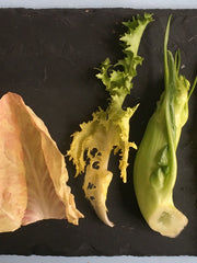 Load image into Gallery viewer, Curly Endive, &#39;Bellesque&#39;
