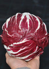 Radicchio (Rosso di Chioggia), 'Etna'