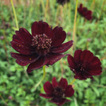 Load image into Gallery viewer, Cosmos, &#39;Chocolate&#39;

