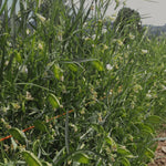 Load image into Gallery viewer, Cicerchia
