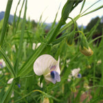 Load image into Gallery viewer, Cicerchia
