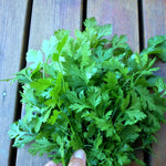 Load image into Gallery viewer, Cilantro, &#39;Pokey Joe&#39;
