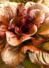 Lettuce, 'Cimarron'