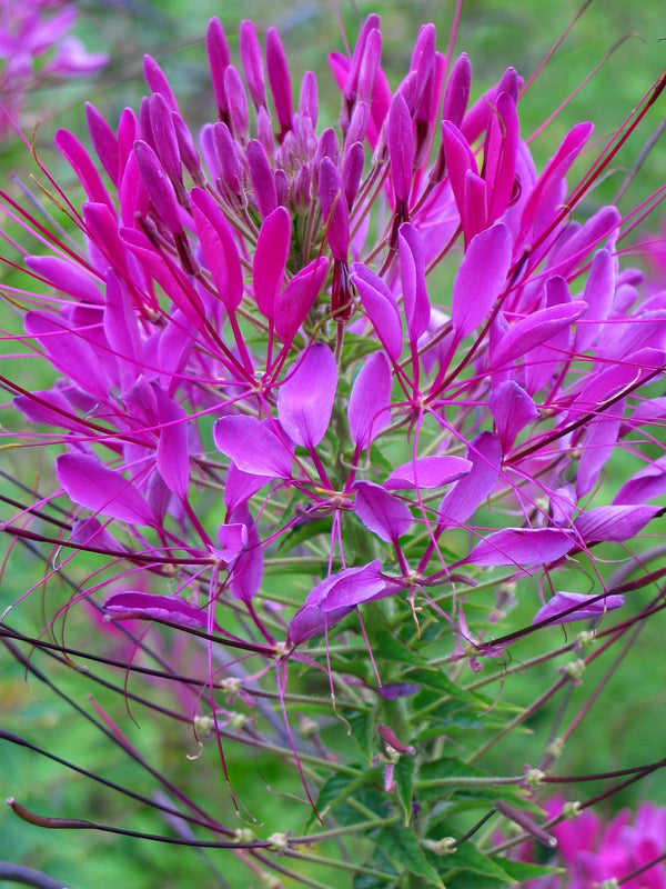 Cleome, 'Violet Queen'