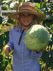 Load image into Gallery viewer, Cabbage, &#39;Columbia&#39;
