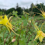Load image into Gallery viewer, Columbine, &#39;Longspur&#39;
