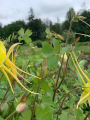 Load image into Gallery viewer, Columbine, &#39;Longspur&#39;
