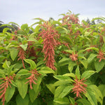 Load image into Gallery viewer, Amaranth, &#39;Coral Fountains&#39;
