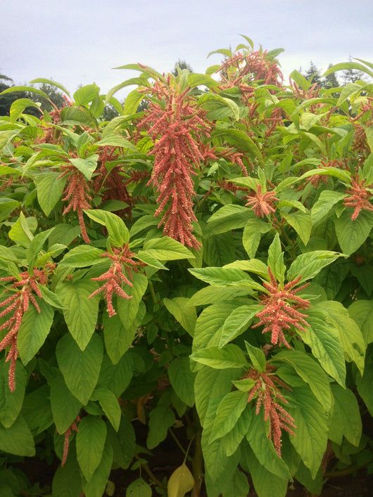 Amaranth, 'Coral Fountains'
