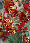 Coreopsis, 'Roulette'