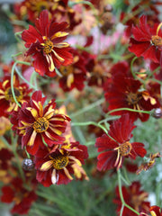 Load image into Gallery viewer, Coreopsis, &#39;Roulette&#39;
