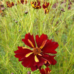 Load image into Gallery viewer, Coreopsis, &#39;Roulette&#39;
