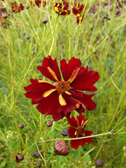 Load image into Gallery viewer, Coreopsis, &#39;Roulette&#39;
