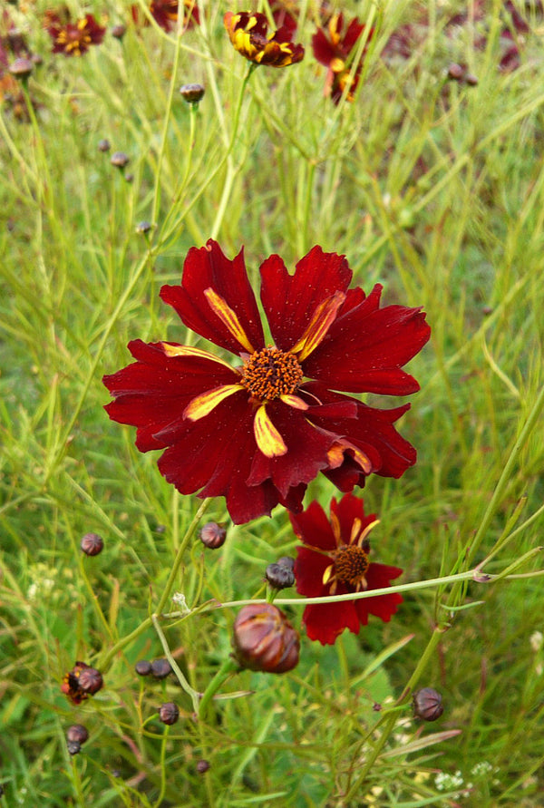 Coreopsis, 'Roulette'