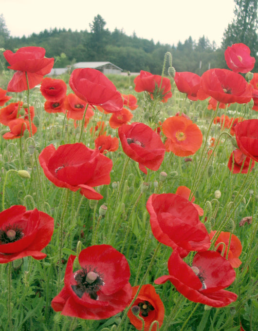 Poppy, Shirley, 'Cornfield'