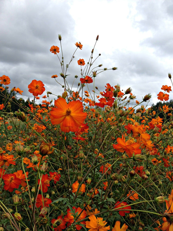 Cosmos, 'Diablo'