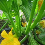 Load image into Gallery viewer, Zucchini, &#39;Costata Romanesco&#39;
