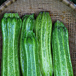 Load image into Gallery viewer, Zucchini, &#39;Costata Romanesco&#39;

