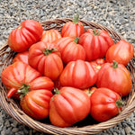 Load image into Gallery viewer, Tomato, &#39;Cuor di Bue Albenga&#39;
