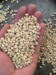 Load image into Gallery viewer, Cowpea, &#39;Fast Lady Northern/Southern Pea&#39;
