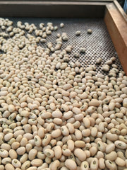 Load image into Gallery viewer, Cowpea, &#39;Fast Lady Northern/Southern Pea&#39;
