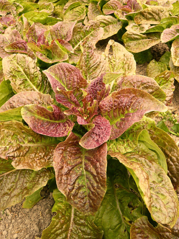 Lettuce, 'Cracoviensis'