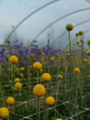 Load image into Gallery viewer, Craspedia, &#39;Sun Ball&#39;
