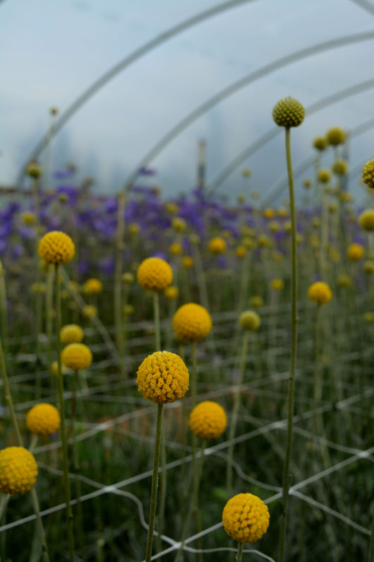 Craspedia, 'Sun Ball'