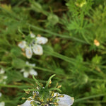 Load image into Gallery viewer, Nigella, &#39;Black Cumin&#39;

