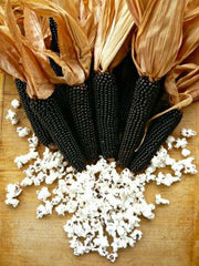 Load image into Gallery viewer, Corn, &#39;Dakota Black&#39;
