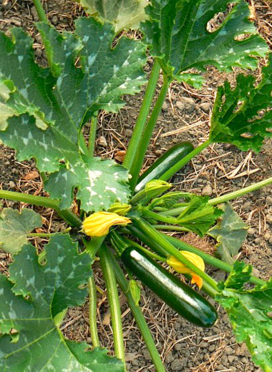 Zucchini, 'Dark Star'