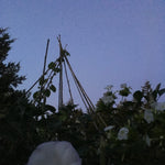 Load image into Gallery viewer, Datura, &#39;Sacred Datura&#39;
