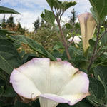 Load image into Gallery viewer, Datura, &#39;Sacred Datura&#39;
