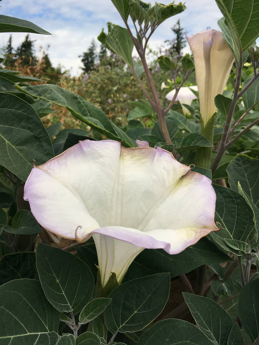 Datura, 'Sacred Datura'