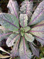 Load image into Gallery viewer, Kale, &#39;Dazzling Blue&#39;
