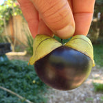 Load image into Gallery viewer, Tomatilla, &#39;De Milpa&#39;
