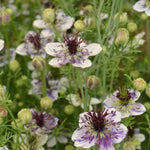 Load image into Gallery viewer, Nigella, &#39;Delft Blue&#39;
