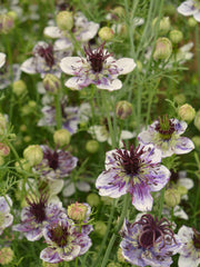 Load image into Gallery viewer, Nigella, &#39;Delft Blue&#39;
