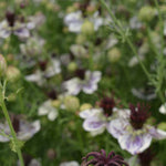 Load image into Gallery viewer, Nigella, &#39;Delft Blue&#39;
