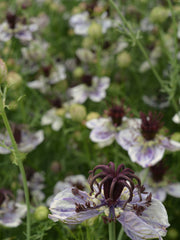 Load image into Gallery viewer, Nigella, &#39;Delft Blue&#39;
