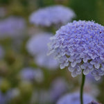 Load image into Gallery viewer, Didiscus, &#39;Blue Lace Flower&#39;
