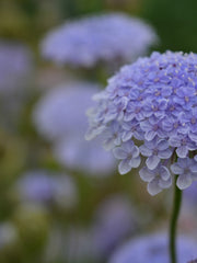 Load image into Gallery viewer, Didiscus, &#39;Blue Lace Flower&#39;
