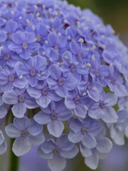 Load image into Gallery viewer, Didiscus, &#39;Blue Lace Flower&#39;
