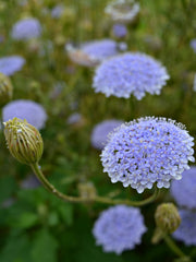 Load image into Gallery viewer, Didiscus, &#39;Blue Lace Flower&#39;
