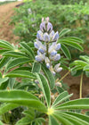 Sweet Lupine, 'Dieta'