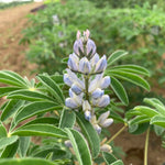 Load image into Gallery viewer, Sweet Lupine, &#39;Dieta&#39;
